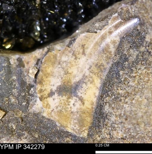 undet. Scaphitidae