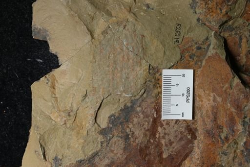 Pseudoangustidontus izdigua
