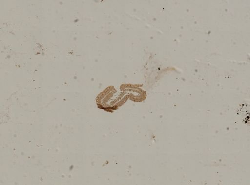 Lineus sanguineus