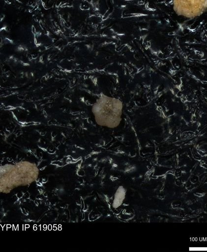 undet. Rugoglobigerinidae