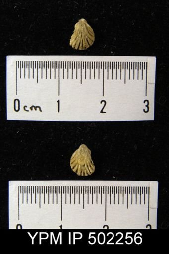 Hustedia mormoni