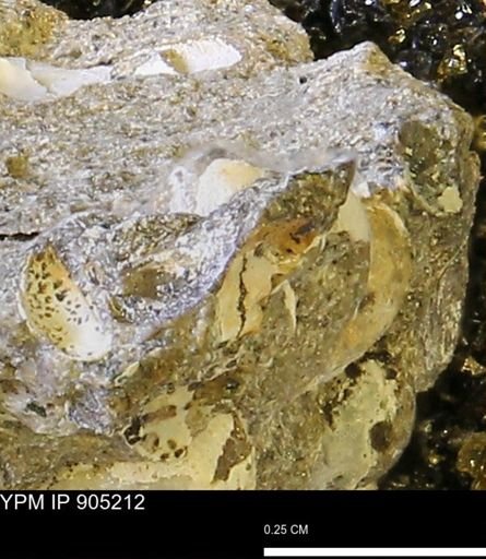 undet. Bivalvia