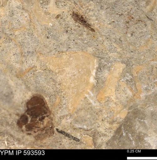 undet. Mollusca