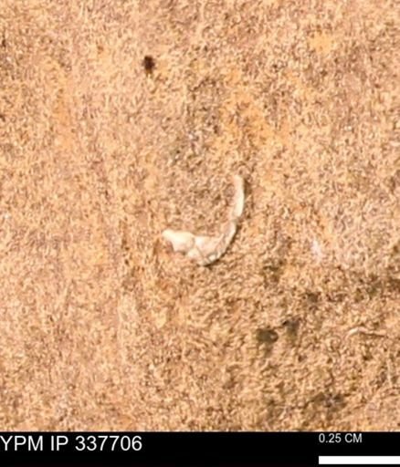undet. Bivalvia