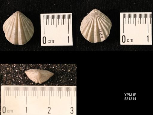 Choristothyris plicata