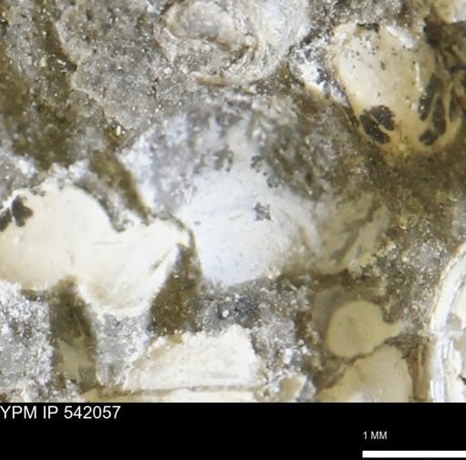 Corbulamella gregaria