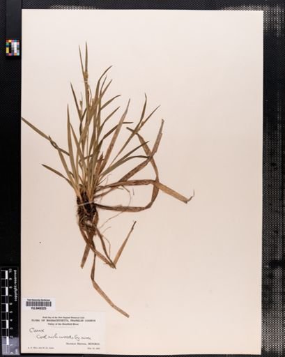 Carex laxiflora