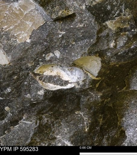 Protocardia sp.