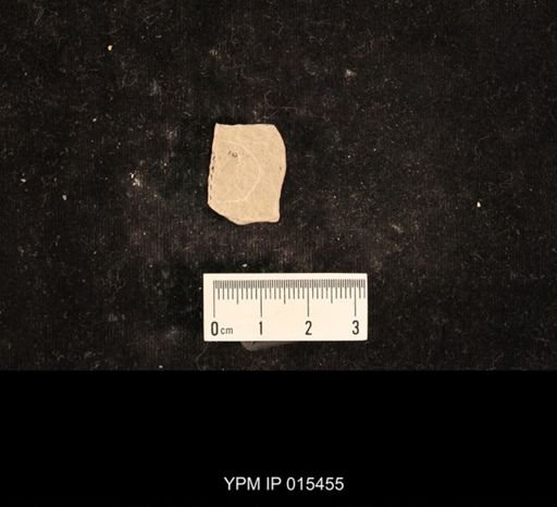 Lemmatophora typa