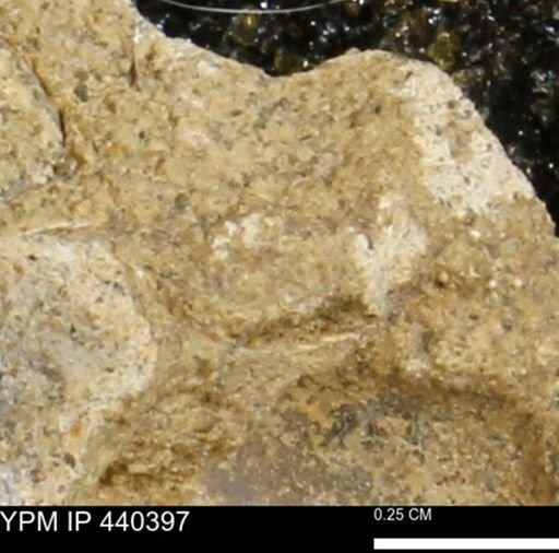 undet. Bivalvia
