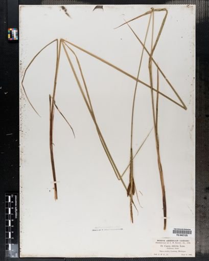 Carex stricta