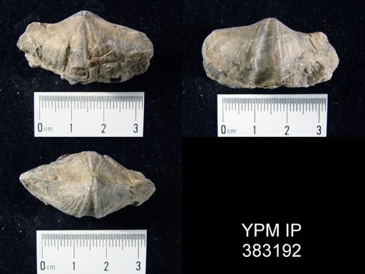 Eospirifer sp.
