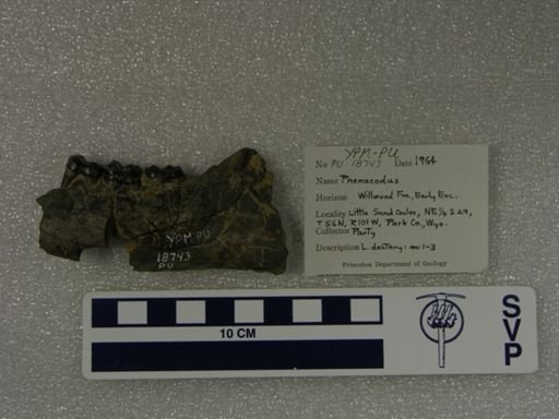 Phenacodus sp.