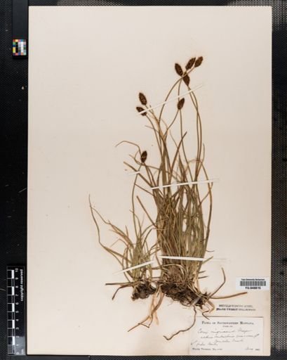 Carex