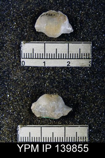 Chonetella nasuta