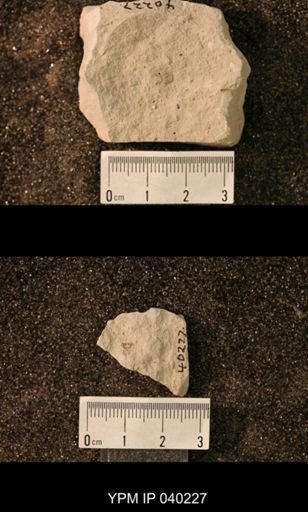 Hexapoda