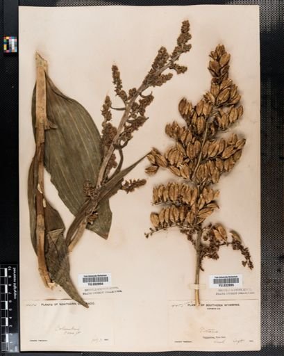 Veratrum