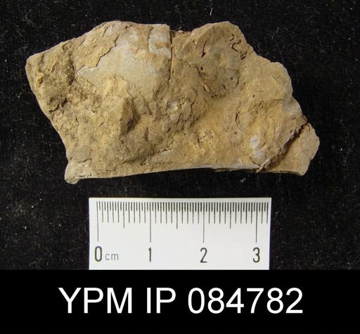 Conchidium cf. knighti