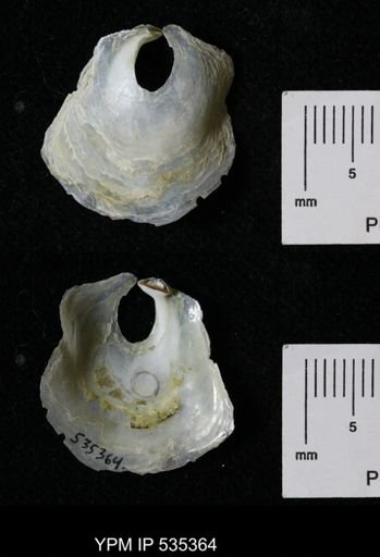 Anomia glabra