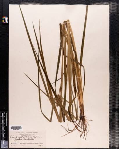 Carex retrorsa