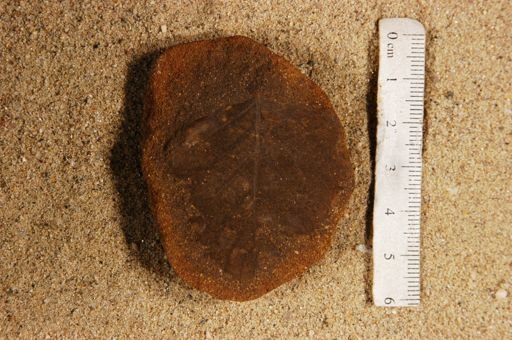 Betulites westii latifolius