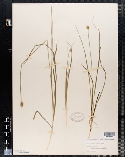 Carex cephalophora
