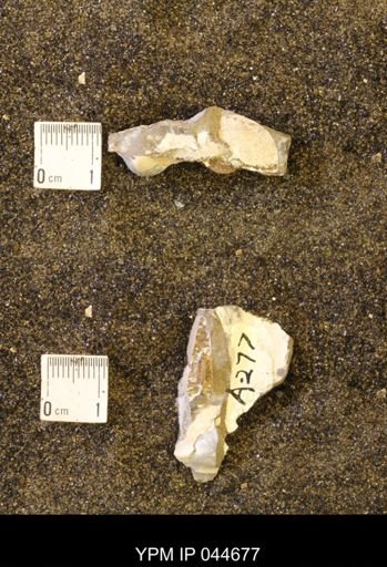 Sphenodiscus lenticularis