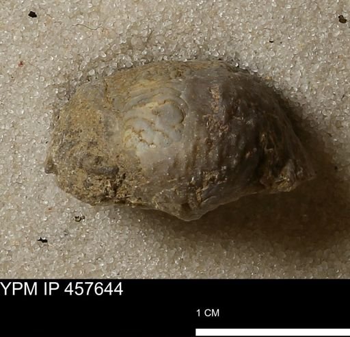 Helaspis sp.