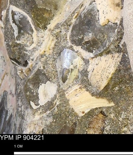 undet. Mollusca