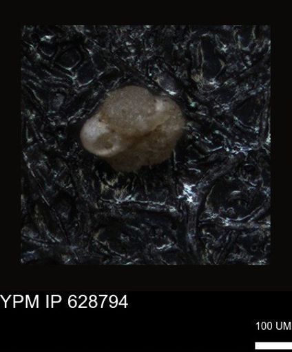 undet. Foraminiferida