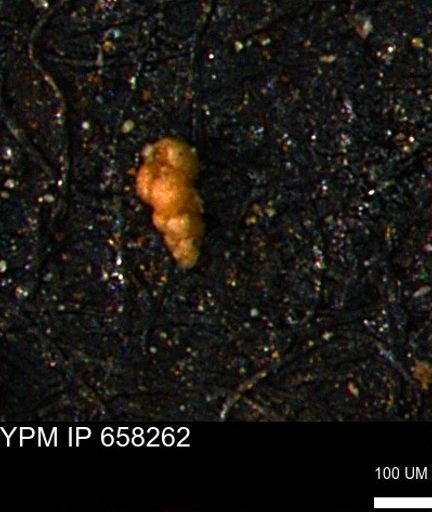 Verneuilinoides kansasensis