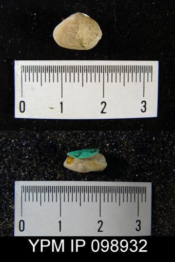 Gypidula roemeri simplex
