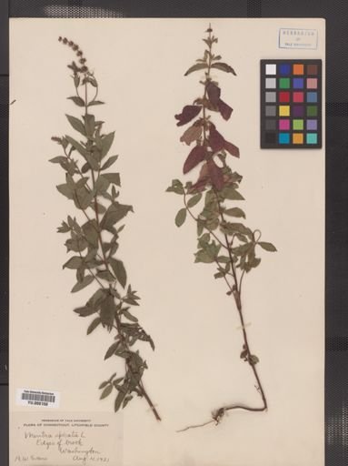 Mentha spicata