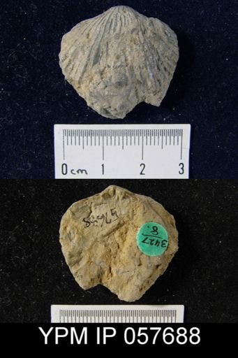 Anastrophia verneuili