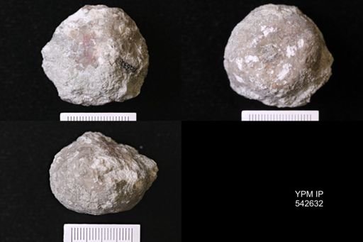 Megistocrinus regularis