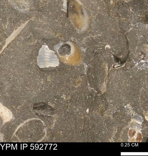 undet. Gastropoda