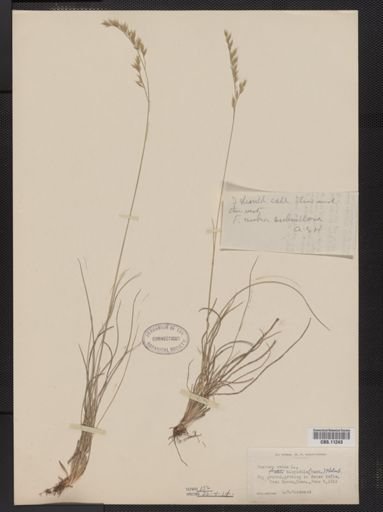 Festuca ovina