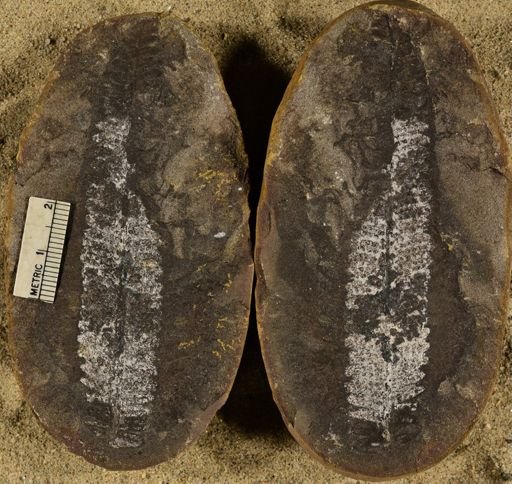 Pecopteris