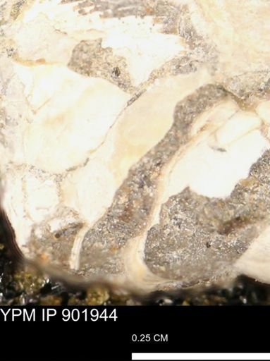 undet. Mollusca
