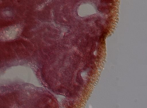 Chondrilla sp.