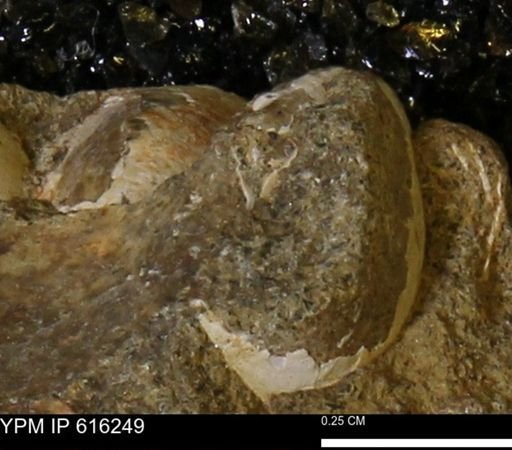 Protocardia subquadrata