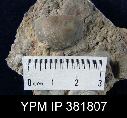 Strophomena hecuba