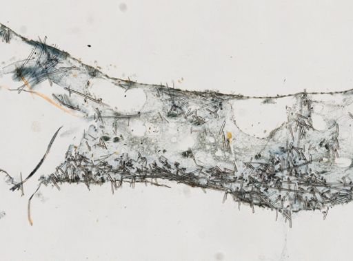Biemna tubulata