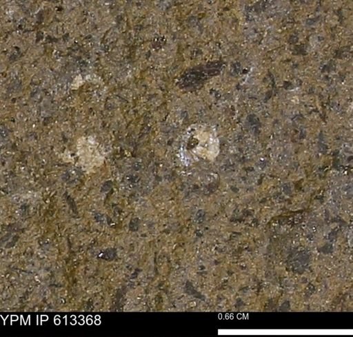 Scaphites sp.