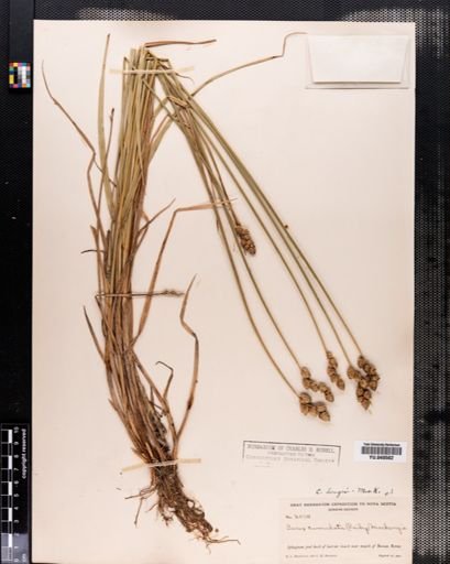 Carex longii