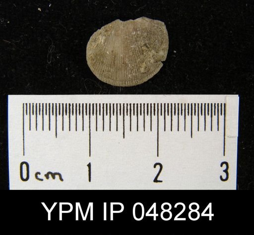 Isorthis arcuaria