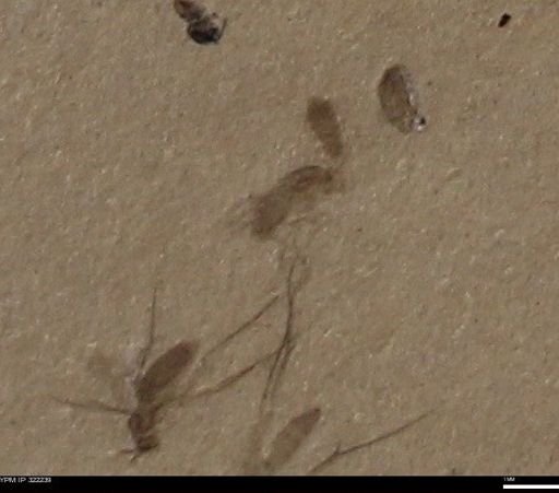 undet. Diptera