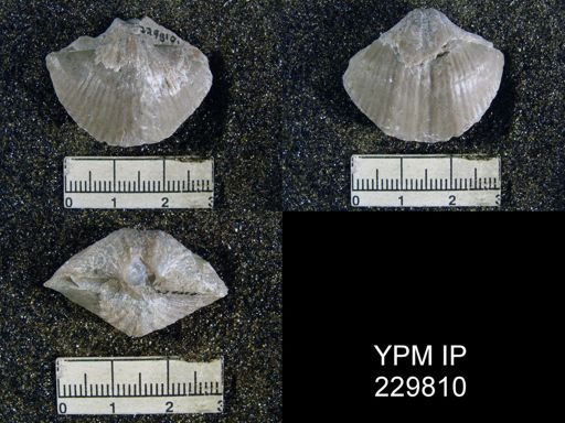 Neospirifer dunbari