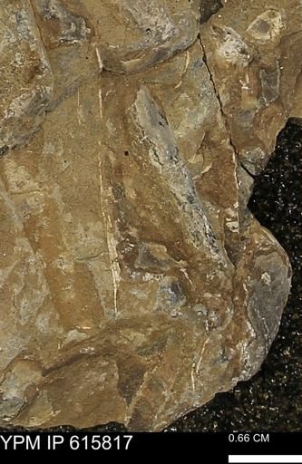 Baculites sp.