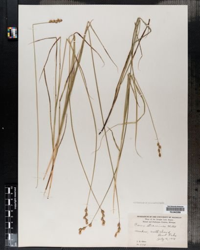 Carex tenera